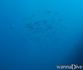 foto de buceo