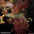foto de buceo