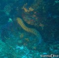 foto de buceo