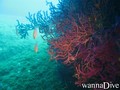 foto de buceo