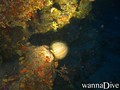 foto de buceo
