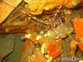 foto de buceo
