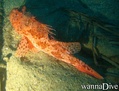 foto de buceo
