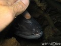 foto de buceo