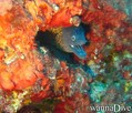 foto de buceo
