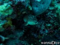 foto de buceo