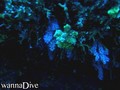 foto de buceo
