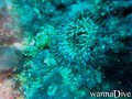 foto de buceo