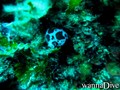 foto de buceo