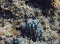 foto de buceo