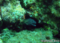 foto de buceo