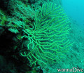 foto de buceo