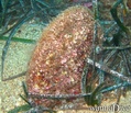 foto de buceo