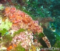 foto de buceo