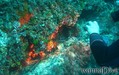 foto de buceo