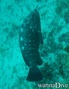 foto de buceo