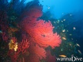 foto de buceo