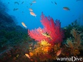foto de buceo