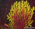 foto de buceo