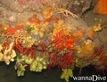 foto de buceo