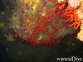 foto de buceo