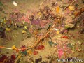 foto de buceo