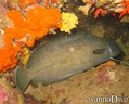 foto de buceo