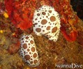 foto de buceo