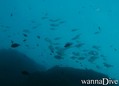 foto de buceo
