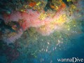 foto de buceo