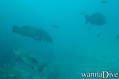 foto de buceo