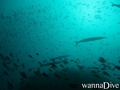 foto de buceo