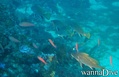 foto de buceo