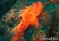 foto de buceo
