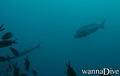 foto de buceo