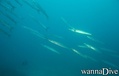 foto de buceo