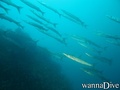 foto de buceo