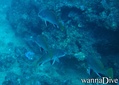 foto de buceo