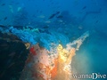 foto de buceo