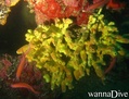 foto de buceo