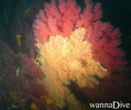 foto de buceo