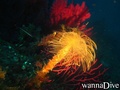 foto de buceo