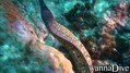 foto de buceo