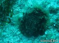 foto de buceo