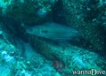 foto de buceo