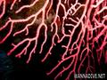 foto de buceo