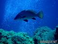 foto de buceo