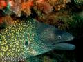 foto de buceo