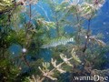 foto de buceo