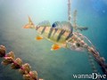 foto de buceo